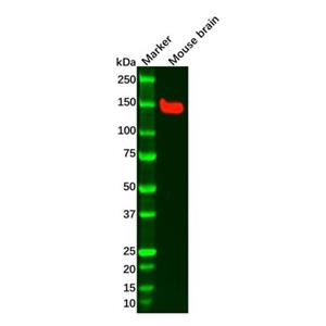 Recombinant FGFR2 Antibody,Recombinant FGFR2 Antibody