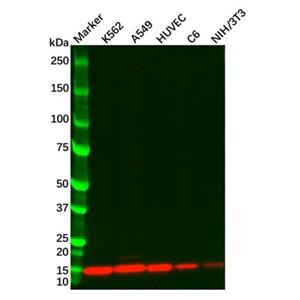 aladdin 阿拉丁 Ab104554 Galectin 1 Antibody pAb; Rabbit anti Human Galectin 1 Antibody; WB, IHC; Unconjugated