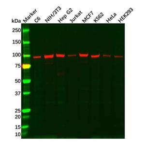 aladdin 阿拉丁 Ab106543 GRP94 Antibody pAb; Rabbit anti Human GRP94 Antibody; WB, IHC; Unconjugated