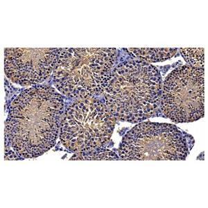 GRP94 Antibody,GRP94 Antibody