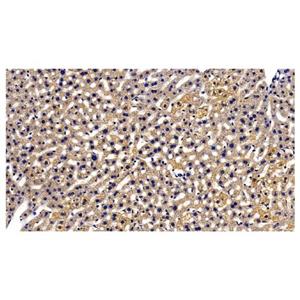 GRP94 Antibody,GRP94 Antibody