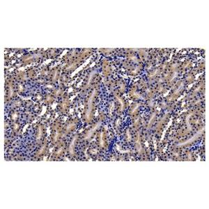 GRP94 Antibody,GRP94 Antibody