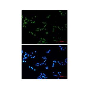 Recombinant Histone H4 Antibody,Recombinant Histone H4 Antibody