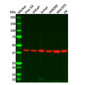 Recombinant Ihh Antibody,Recombinant Ihh Antibody