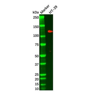 Recombinant LI Cadherin Antibody,Recombinant LI Cadherin Antibody