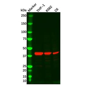 aladdin 阿拉丁 Ab119728 p38 gamma/MAPK12 Antibody pAb; Rabbit anti Human p38 gamma/MAPK12 Antibody; WB, IHC; Unconjugated