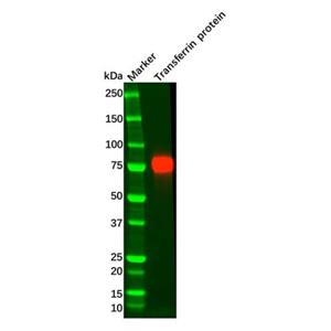 Transferrin Mouse mAb,Transferrin Mouse mAb