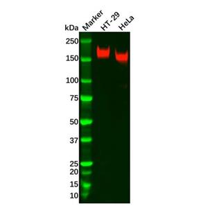 aladdin 阿拉丁 Ab122517 Recombinant PODXL Antibody Recombinant (R01-6W4); Rabbit anti Human PODXL Antibody; WB; Unconjugated