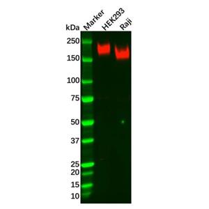 Recombinant PODXL Antibody,Recombinant PODXL Antibody