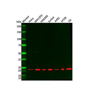 Rac1/2/3 Antibody,Rac1/2/3 Antibody