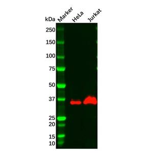 Wnt1 Antibody,Wnt1 Antibody