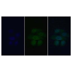 Wnt1 Antibody,Wnt1 Antibody