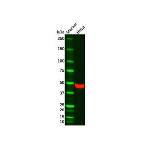 aladdin 阿拉丁 Ab134765 Recombinant Wnt5a Antibody Recombinant (R08-4A3); Rabbit anti Human Wnt5a Antibody; WB, ICC, IF; Unconjugated