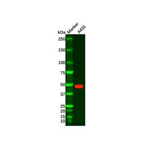 Recombinant Wnt5a Antibody,Recombinant Wnt5a Antibody