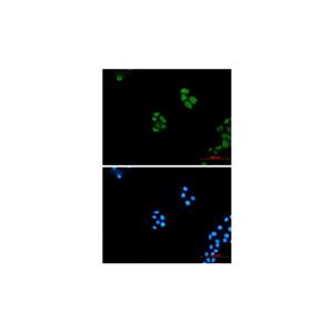 Recombinant Wnt5a Antibody,Recombinant Wnt5a Antibody