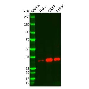 aladdin 阿拉丁 Ab132136 Recombinant TRADD Antibody Recombinant (R03-7G5); Rabbit anti Human TRADD Antibody; WB; Unconjugated