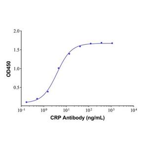 Native Human C-Reactive Protein,Native Human C-Reactive Protein