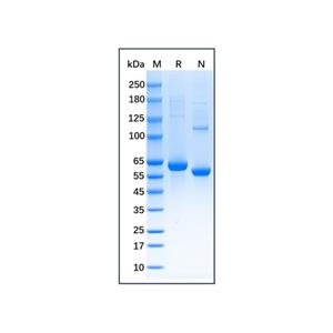 aladdin 阿拉丁 np140196 Native Mouse Serum Albumin Protein ≥95% (HPLC&SDS-PAGE) 