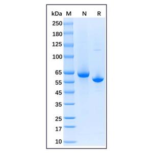 Native Rabbit Serum Albumin Protein,Native Rabbit Serum Albumin Protein