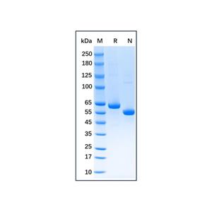 Native Rat Serum Albumin Protein,Native Rat Serum Albumin Protein