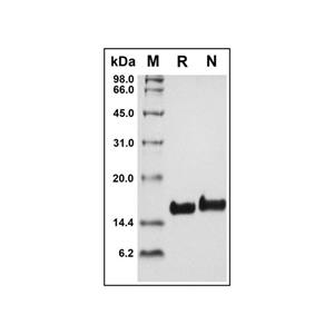 Recombinant Human Amphiregulin Protein,Recombinant Human Amphiregulin Protein