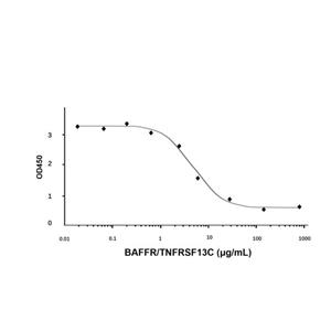 Recombinant Human BAFFR/TNFRSF13C Protein,Recombinant Human BAFFR/TNFRSF13C Protein