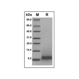 Recombinant Human Beta-Defensin 3 Protein,Recombinant Human Beta-Defensin 3 Protein