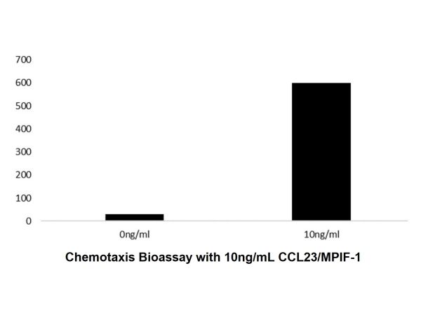 Recombinant Human CCL23/MPIF-1 Protein,Recombinant Human CCL23/MPIF-1 Protein