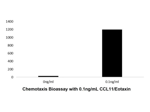 Recombinant Human CCL11/Eotaxin Protein,Recombinant Human CCL11/Eotaxin Protein