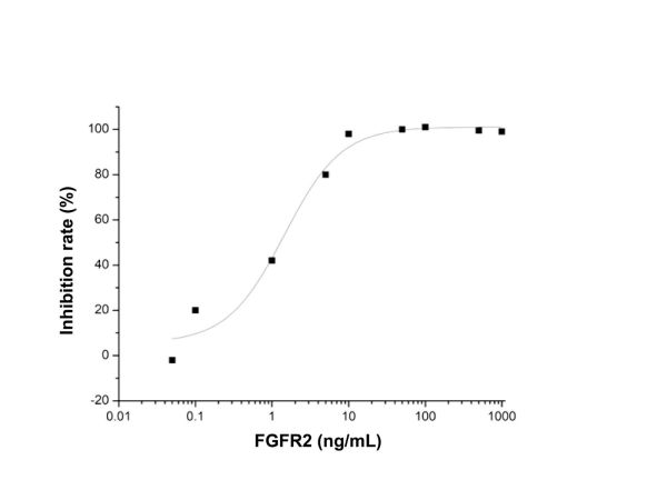 Recombinant Human FGFR2 Protein,Recombinant Human FGFR2 Protein