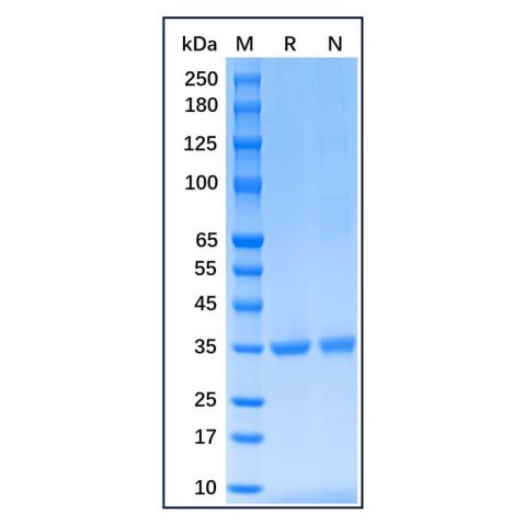 Recombinant Human PCNA Protein,Recombinant Human PCNA Protein