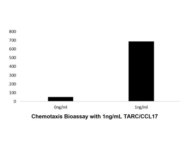 Recombinant Human TARC/CCL17 Protein,Recombinant Human TARC/CCL17 Protein