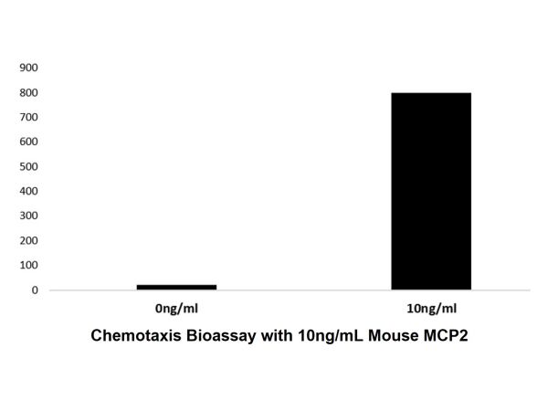 Recombinant Mouse MCP2 Protein,Recombinant Mouse MCP2 Protein