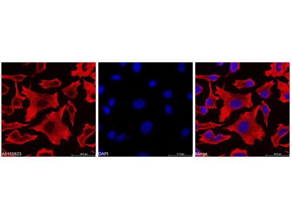 Goat Anti-Mouse IgG H&L (Biotin),Goat Anti-Mouse IgG H&L (Biotin)