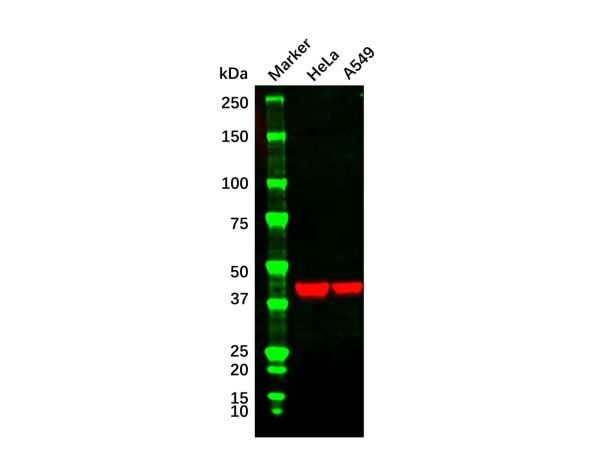 Goat Anti-Mouse IgG H&L (HRP),Goat Anti-Mouse IgG H&L (HRP)