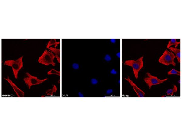 Goat Anti-Mouse IgG H&L (TRITC),Goat Anti-Mouse IgG H&L (TRITC)