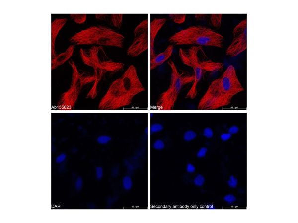 Goat Anti-Mouse IgG H&L (Cy5),Goat Anti-Mouse IgG H&L (Cy5)