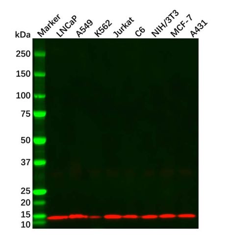 Histone H4 Mouse mAb,Histone H4 Mouse mAb