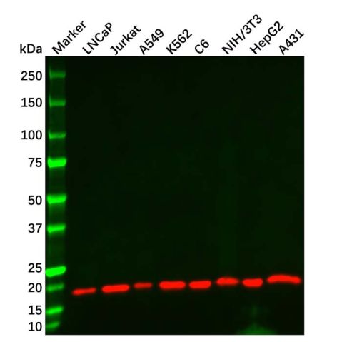 Cofilin Mouse mAb,Cofilin Mouse mAb