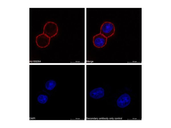 Goat Anti-Human IgG (TRITC),Goat Anti-Human IgG (TRITC)