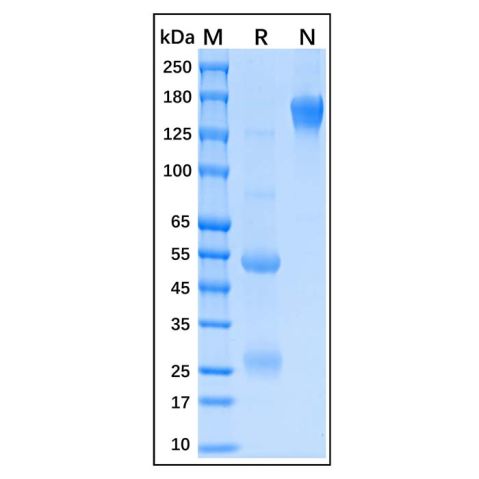 Albumin Antibody,Albumin Antibody