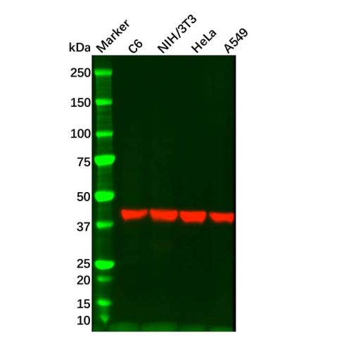 Rabbit Anti-Mouse IgG (HRP),Rabbit Anti-Mouse IgG (HRP)