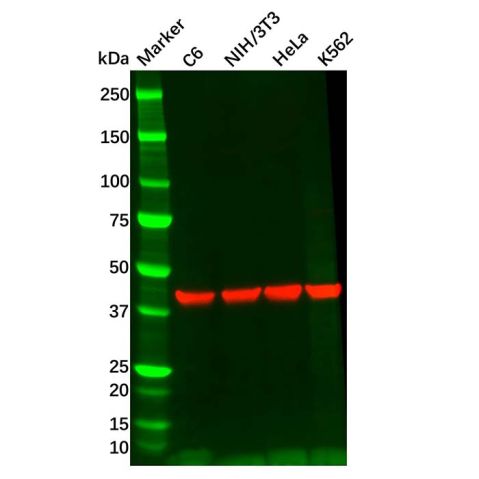 Rabbit Anti-Mouse IgG (Biotin),Rabbit Anti-Mouse IgG (Biotin)