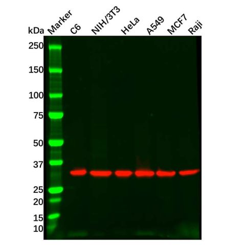 Goat Anti-Rabbit IgG H&L (Biotin),Goat Anti-Rabbit IgG H&L (Biotin)