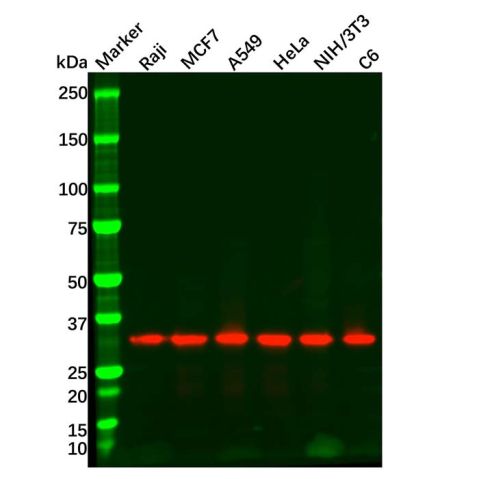 Goat Anti-Rabbit IgG H&L (HRP),Goat Anti-Rabbit IgG H&L (HRP)