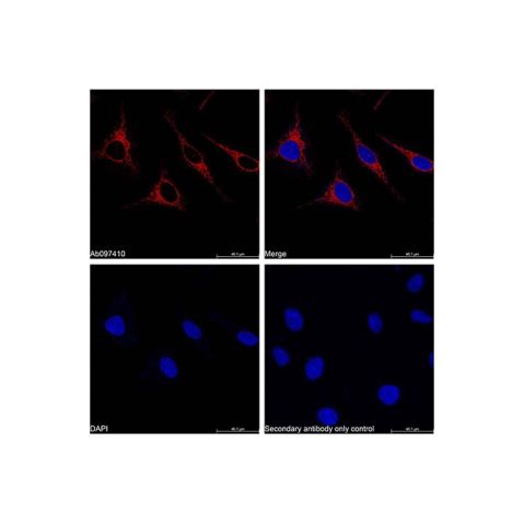 Goat Anti-Rabbit IgG H&L (APC),Goat Anti-Rabbit IgG H&L (APC)