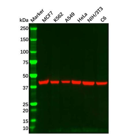 Goat Anti-Mouse IgG H&L (HRP),Goat Anti-Mouse IgG H&L (HRP)