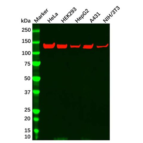 Vinculin Mouse mAb,Vinculin Mouse mAb