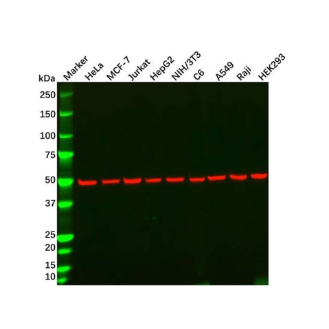 alpha Tubulin Mouse mAb,alpha Tubulin Mouse mAb