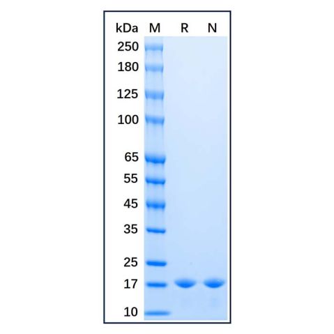 Recombinant Baker's yeast Sumo Protein,Recombinant Baker's yeast Sumo Protein